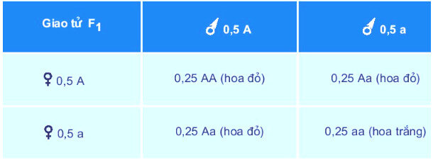 Các giao tử kết hợp với nhau một cách ngẫu nhiên tạo thành các hợp tử