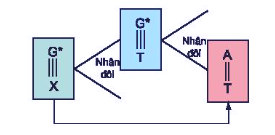 Đột biến G-X A-T do kết cặp không hợp đôi trong nhân đôi ADN