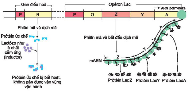 Sơ đồ hoạt động của các gen trong Operon Lac khi môi trường có Lactozo
