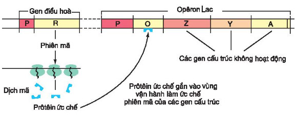 Sơ đồ hoạt động của các gen trong Operon Lac khi môi trường không có Lactozo