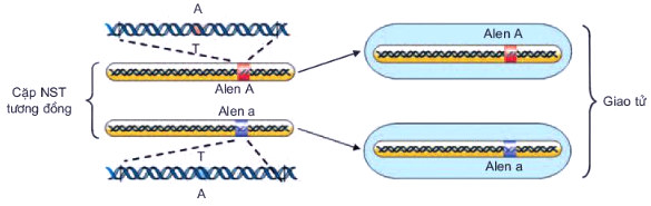 Sự phân li của các NST trong cặp tương đồng dẫn đến sự phân li của các alen trong quá trình hình thành giao tử