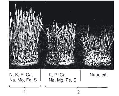 Cây lúa trồng trong các dung dịch dinh dưỡng khoáng khác nhau