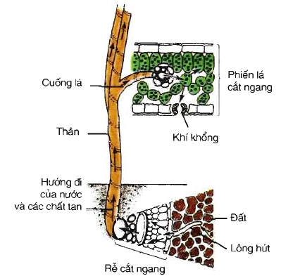 Quá trình vận chuyển nước qua lớp tế bào sống của rễ và của lá xảy ra nhờ