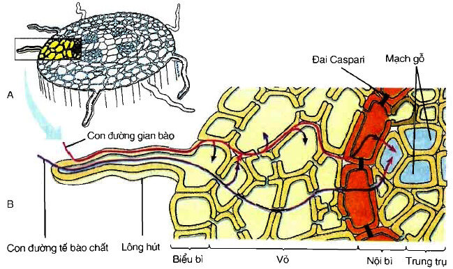 Con đường xâm nhập của nước và các ion khoáng vào rễ