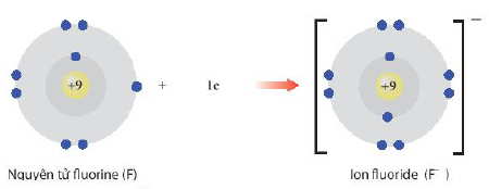 Sự hình thành ion âm F- Hóa học 10 bài 8