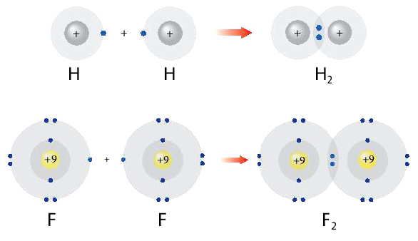 Sự hình thành các phân tử Hydro và Flo