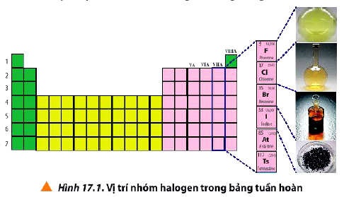 Vị trí của nhóm halogen trong bảng tuần hoàn 10 bài 17