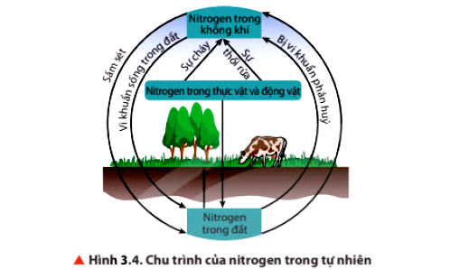 Chu trình tạo Nitrogen trong tự nhiên