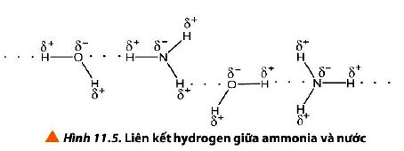 Liên kết hydrogen giữa Amoni và nước