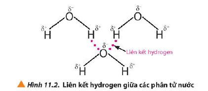 Liên kết hydrogen trong phân tử nước H2O