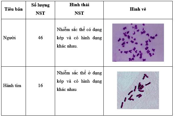 Báo cáo kết quả thực hành