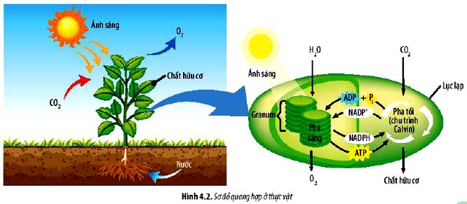 Câu hỏi 1 trang 29 Sinh 11 Chân trời sáng tạo