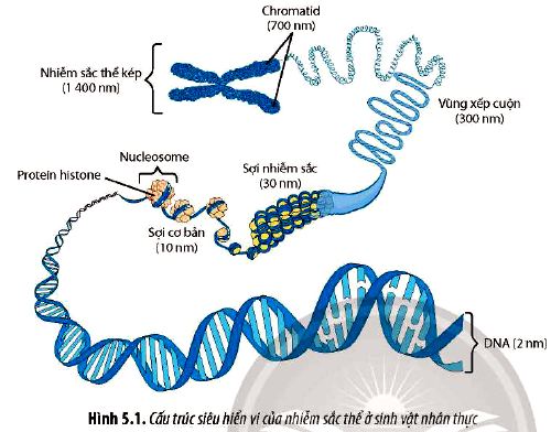 Sinh 12 trang 33 Chân trời sáng tạo: Câu hỏi 1