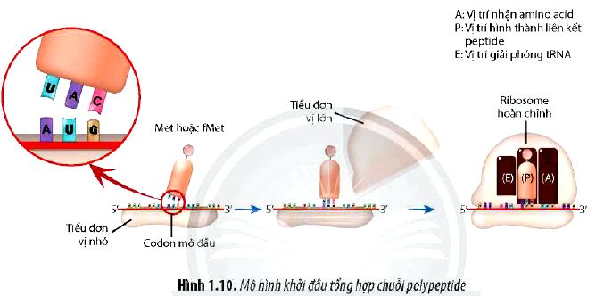 Sinh 12 trang 12 Chân trời sáng tạo: Câu hỏi 10