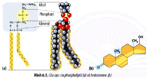 Câu hỏi 10 trang 27 Sinh 10 Chân trời sáng tạo: