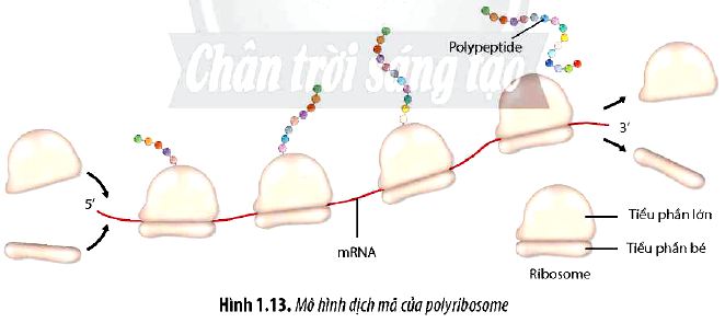 Sinh 12 trang 13 Chân trời sáng tạo: Câu hỏi 11