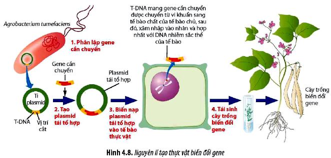 Sinh 12 trang 29 Chân trời sáng tạo: Câu hỏi 11