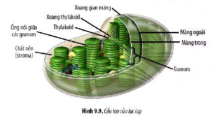 Câu hỏi 11 trang 46 Sinh học 10 Chân trời sáng tạo