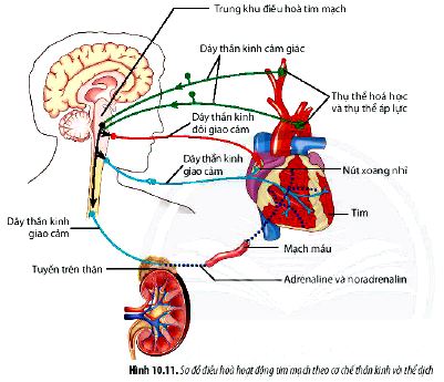 Câu hỏi 11 trang 68 Sinh 11 Chân trời sáng tạo