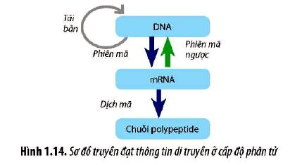 Sinh 12 trang 14 Chân trời sáng tạo: Câu hỏi 12