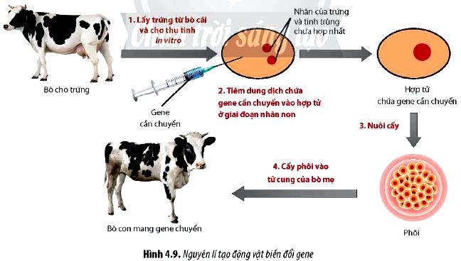 Sinh 12 trang 30 Chân trời sáng tạo: Câu hỏi 12