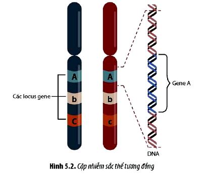 Sinh 12 trang 33 Chân trời sáng tạo: Câu hỏi 2