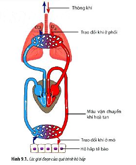 Câu hỏi 2 trang 56 Sinh 11 Chân trời sáng tạo