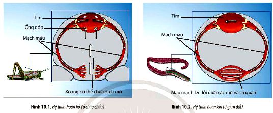 Câu hỏi 2 trang 63 Sinh 11 Chân trời sáng tạo