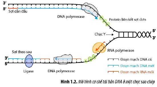 Sinh 12 trang 7 Chân trời sáng tạo: Câu hỏi 3