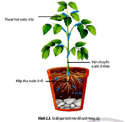 Sinh 11 trang 13 Chân trời sáng tạo: Câu hỏi 3