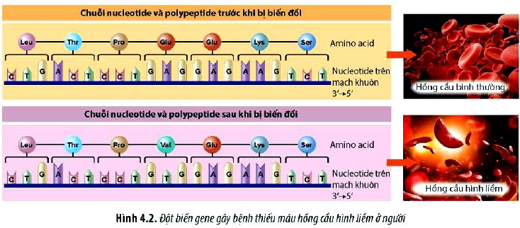 Sinh 12 trang 24 Chân trời sáng tạo: Câu hỏi 3