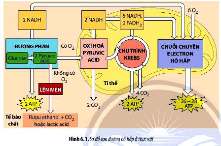 Câu hỏi 3 trang 42 Sinh 11 Chân trời sáng tạo