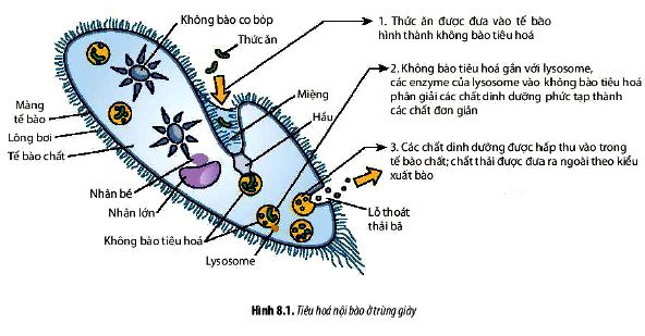 Câu hỏi 3 trang 50 Sinh 11 Chân trời sáng tạo