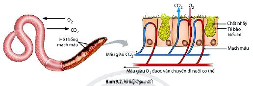 Câu hỏi 3 trang 57 Sinh 11 Chân trời sáng tạo