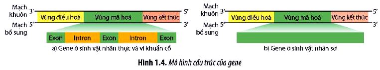 Sinh 12 trang 8 Chân trời sáng tạo: Câu hỏi 4