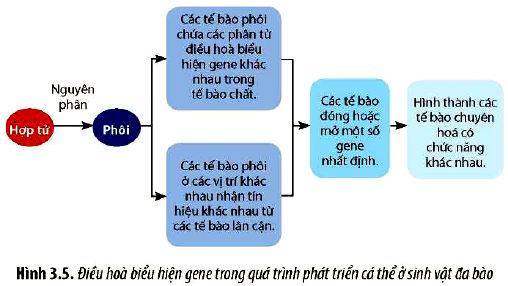 Sinh 12 trang 20 Chân trời sáng tạo: Câu hỏi 4