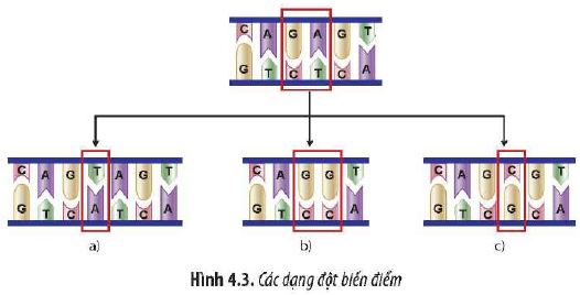 Sinh 12 trang 25 Chân trời sáng tạo: Câu hỏi 4