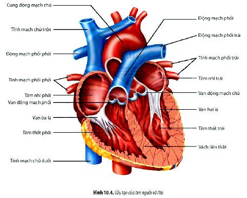 Câu hỏi 4 trang 64 Sinh 11 Chân trời sáng tạo