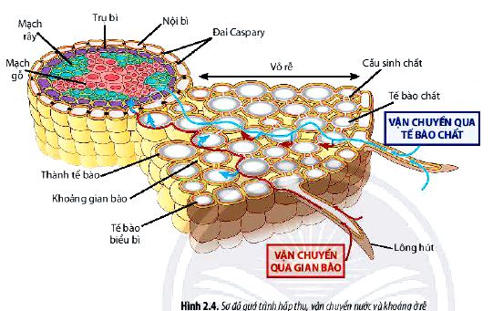 Sinh 11 trang 14 Chân trời sáng tạo: Câu hỏi 5