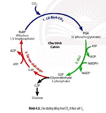 Câu hỏi 5 trang 32 Sinh 11 Chân trời sáng tạo