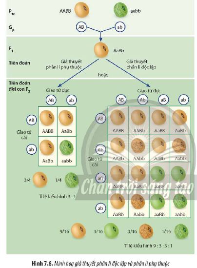 Sinh 12 trang 50 Chân trời sáng tạo: Câu hỏi 5