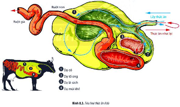 Sinh 11 trang 51 Chân trời sáng tạo: Câu hỏi 5