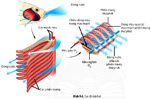 Câu hỏi 5 trang 58 Sinh 11 Chân trời sáng tạo