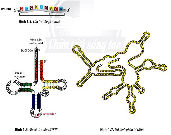 Sinh 12 trang 8 Chân trời sáng tạo: Câu hỏi 6