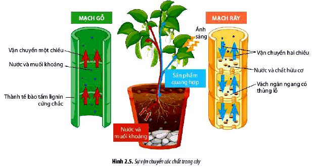 Sinh 11 trang 14 Chân trời sáng tạo: Câu hỏi 6