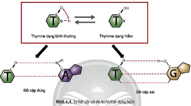 Sinh 12 trang 26 Chân trời sáng tạo: Câu hỏi 6