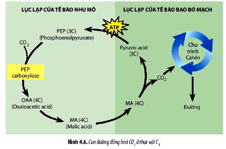 Câu hỏi 6 trang 33 Sinh 11 Chân trời sáng tạo