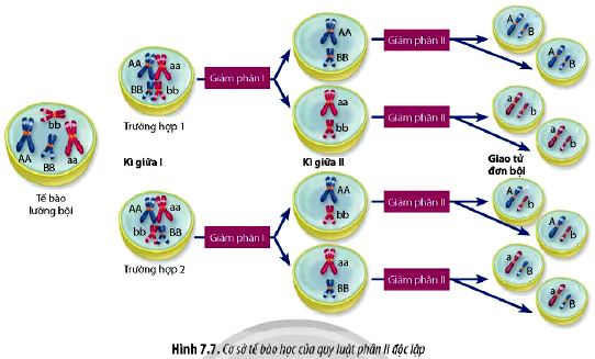 Sinh 12 trang 51 Chân trời sáng tạo: Câu hỏi 6