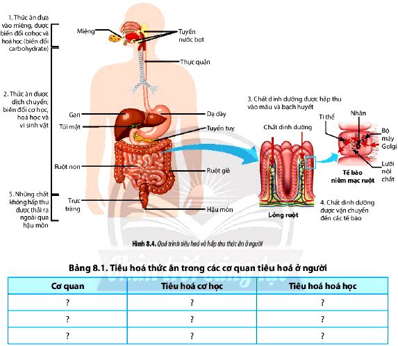 Câu hỏi 6 trang 52 Sinh 11 Chân trời sáng tạo