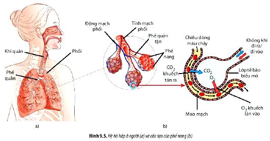 Câu hỏi 6 trang 58 Sinh 11 Chân trời sáng tạo